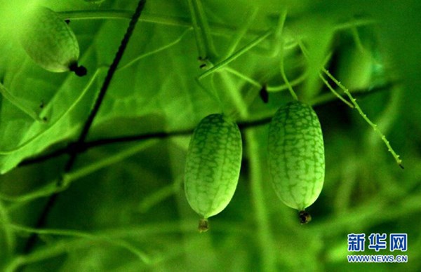 Ngắm[-]dưa[-]hấu[-]tí[-]hon[-]khiến[-]phụ[-]nữ[-]Việt[-]“phát[-]sốt”[-]